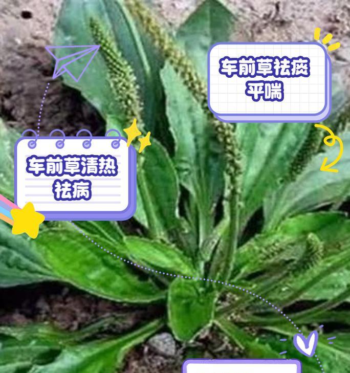 阳光下的车前草（一场被遗忘的演奏）