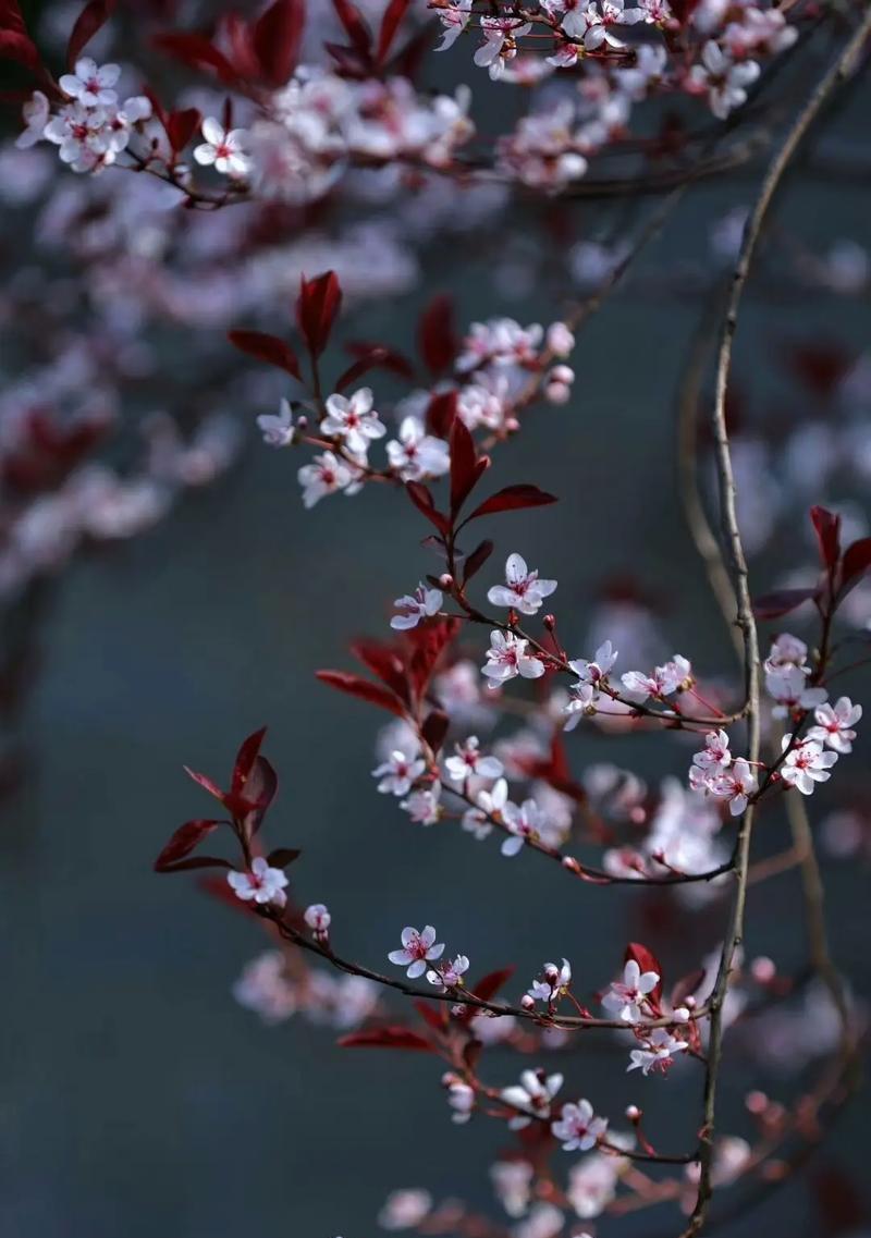 记忆里的芬芳
