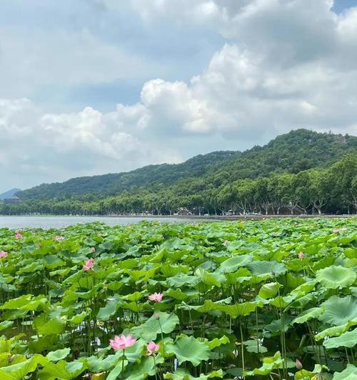 “荷香浸心”——感受荷花的美