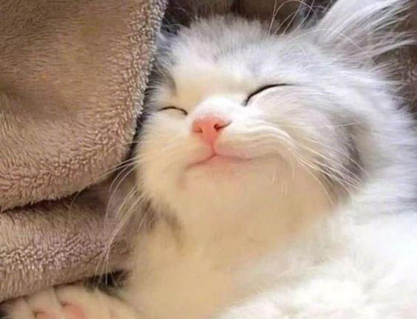小猫的奇幻之旅（一只可爱的小猫在异世界冒险）