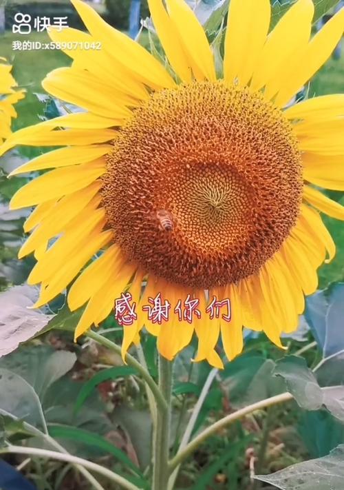 沉默的陪伴（一个孤独者的故事）
