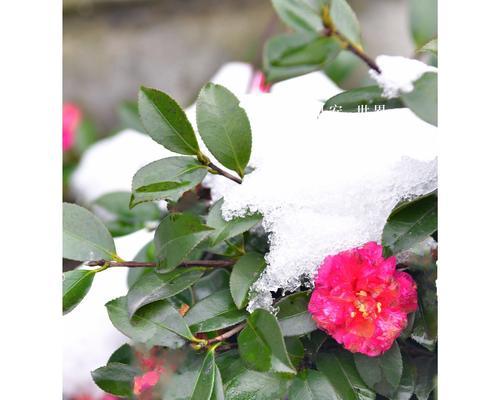 感谢冬日那场雪（一群年轻人的故事）