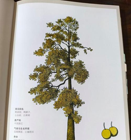 那棵大树的故事（一颗树，一段历史）