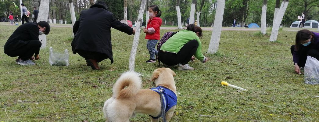 忠实的小伙伴（一只狗的故事）