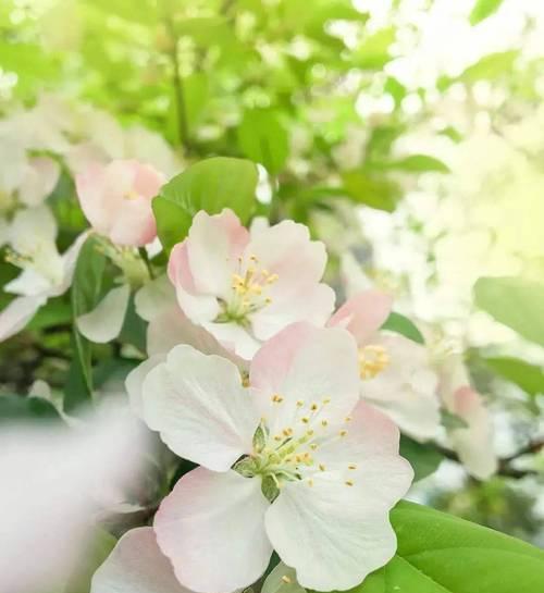 《心花绽放》