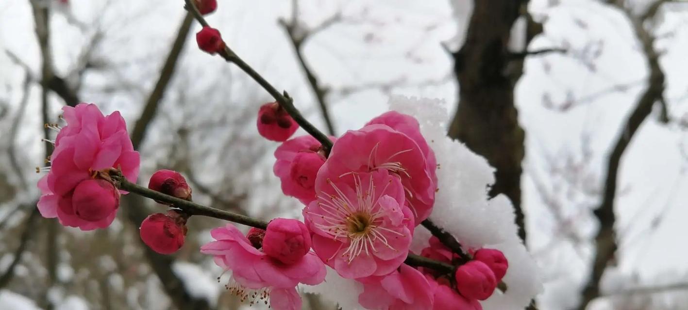 暗香浮动（以遥知不是雪）