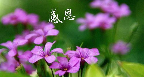 友情天长地久——一个真正拥有友情的人生