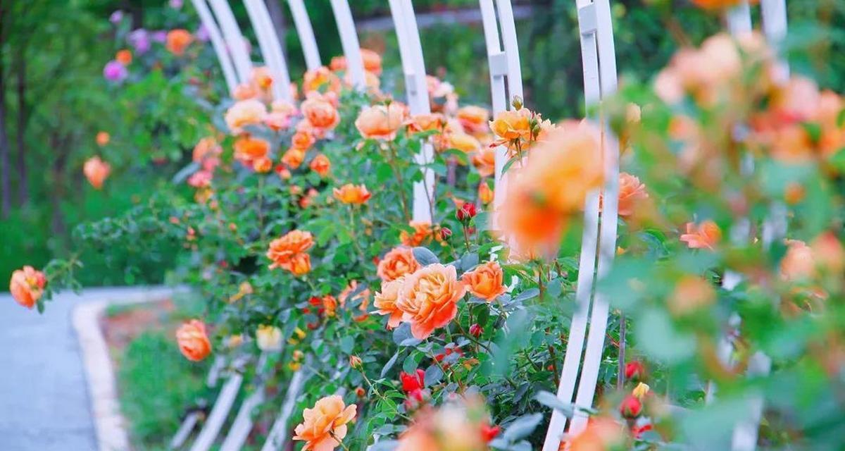 光芒绽放（一个人的勇气）