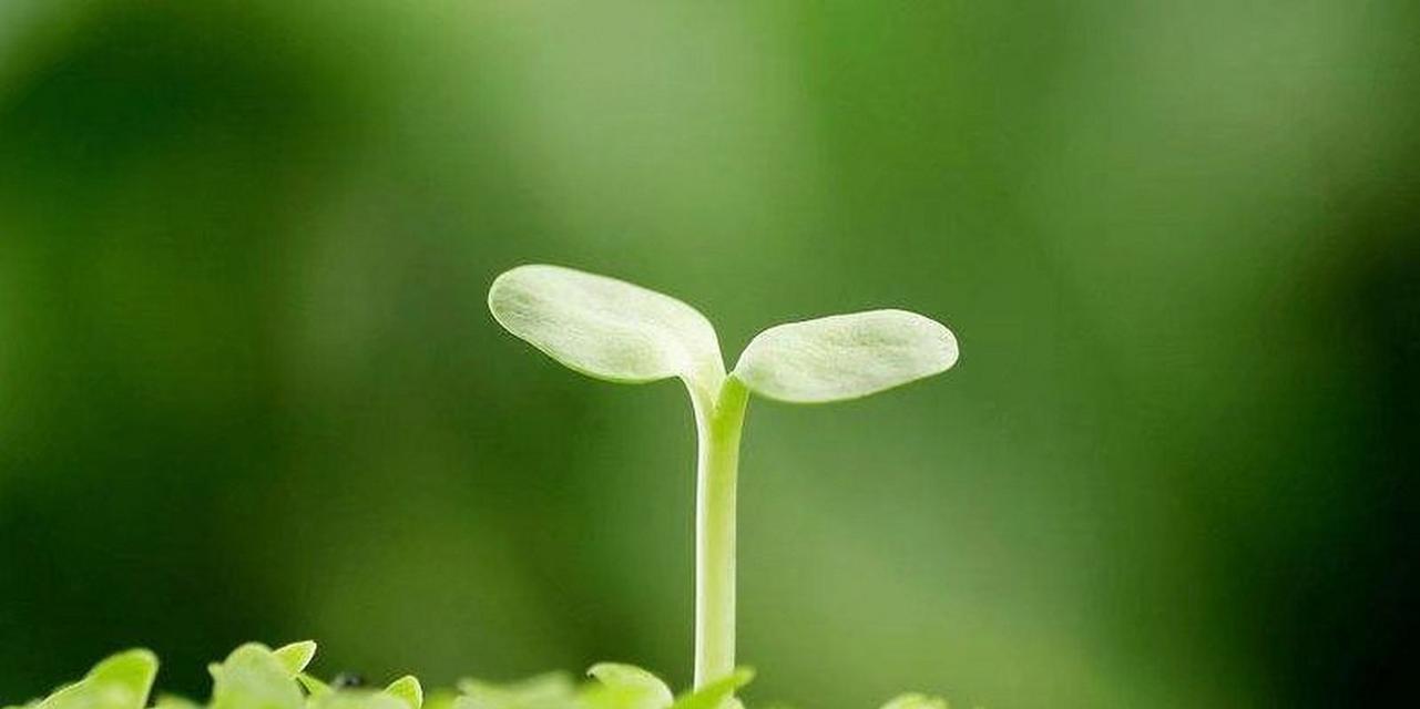 那个珍爱生命的女孩（感恩每一个日出和日落）